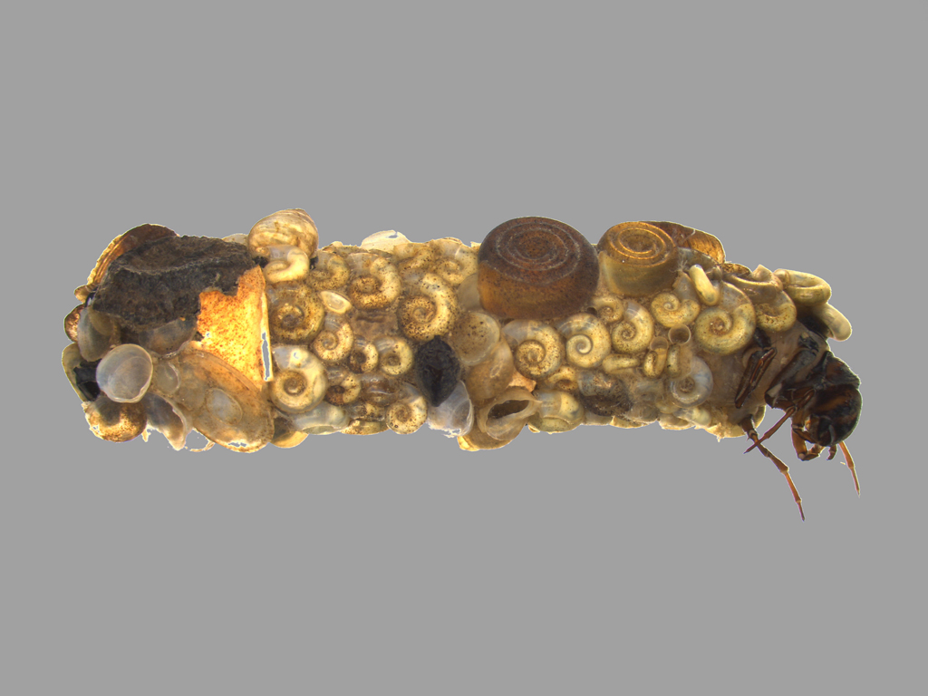 Limnephilus marmoratus